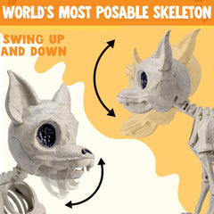 12.5 inch Chihuahua puppy Skeleton