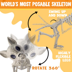 12.5 inch Chihuahua puppy Skeleton