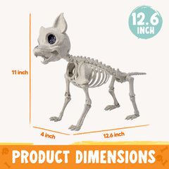 12.5 inch Chihuahua puppy Skeleton