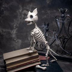 12.5 inch Chihuahua puppy Skeleton