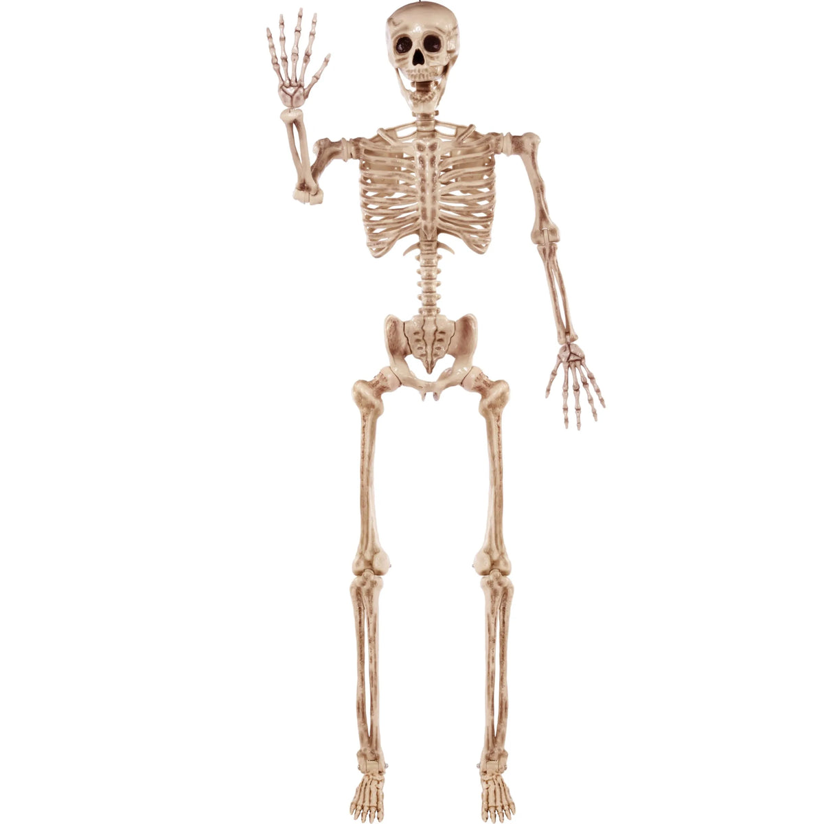 5.6ft Halloween Posable Life Size Skeleton Full Body Realistic Bones with Movable Joints