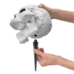 Life Size Groundbreaker Skeleton Stakes